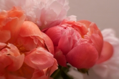 Peonies